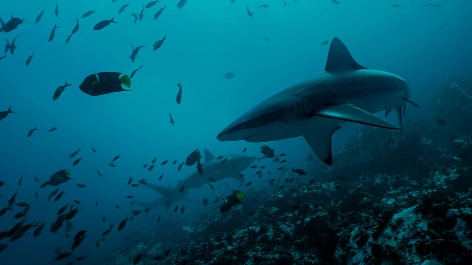 Large Pelagics