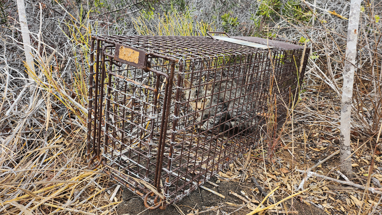 Mamíferos Introducidos